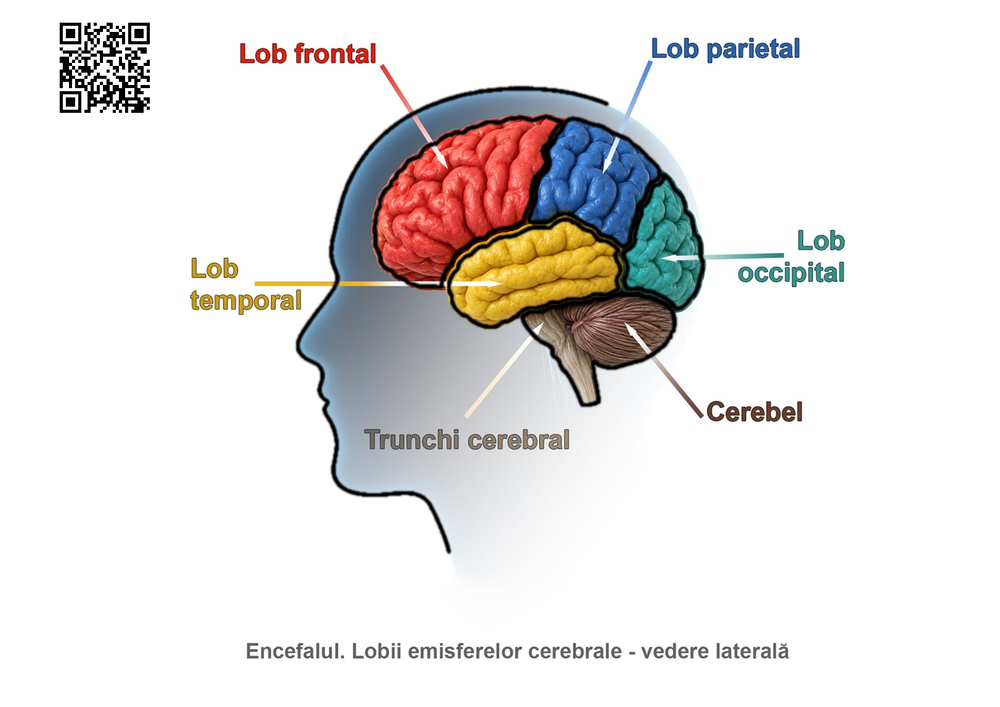 Cap în profil spre stânga, cu lobi cerebrali colorați, cerebel și trunchi cerebral, indicate prin săgeți și nume; cod QR sus, în stânga.