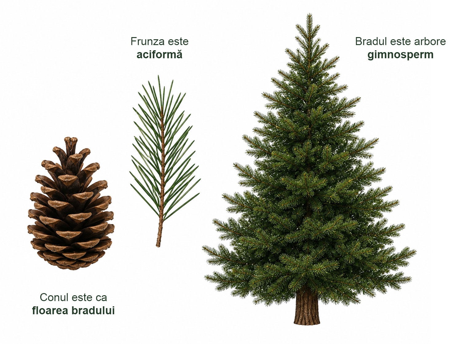 Arbore, ramură cu ace și con pe alb, cu textele „Frunza este aciformă”, „Bradul este arbore gimnosperm” și „Conul este ca floarea bradului”.